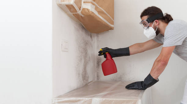 Professional Basement Mold Removal technician working in Pleasant Hall, PA