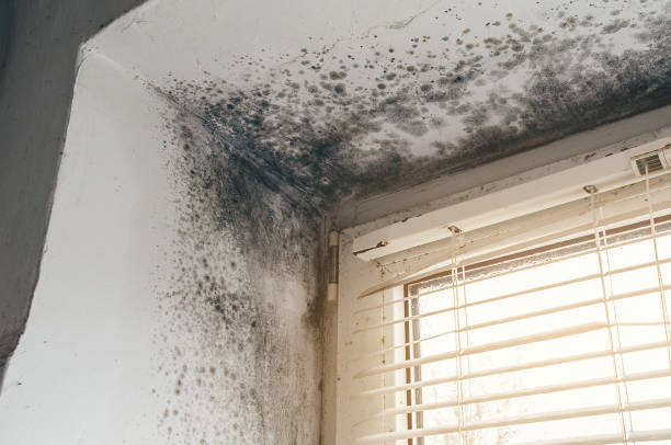Affordable Basement Mold Removal solutions in Pleasant Hall, PA